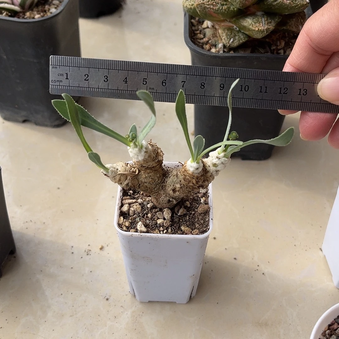 实生刨花厚敦菊一物一拍