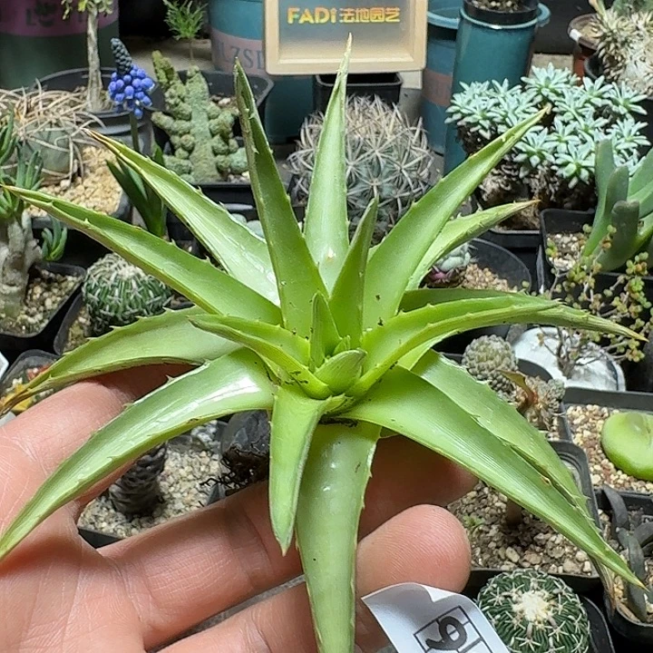 933辉山沙漠凤梨脱土发货