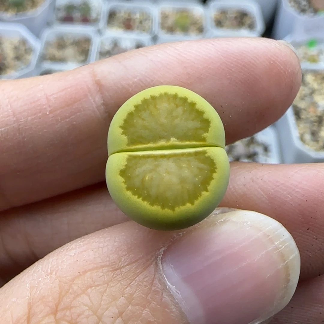 665全窗绿菊福利30包邮