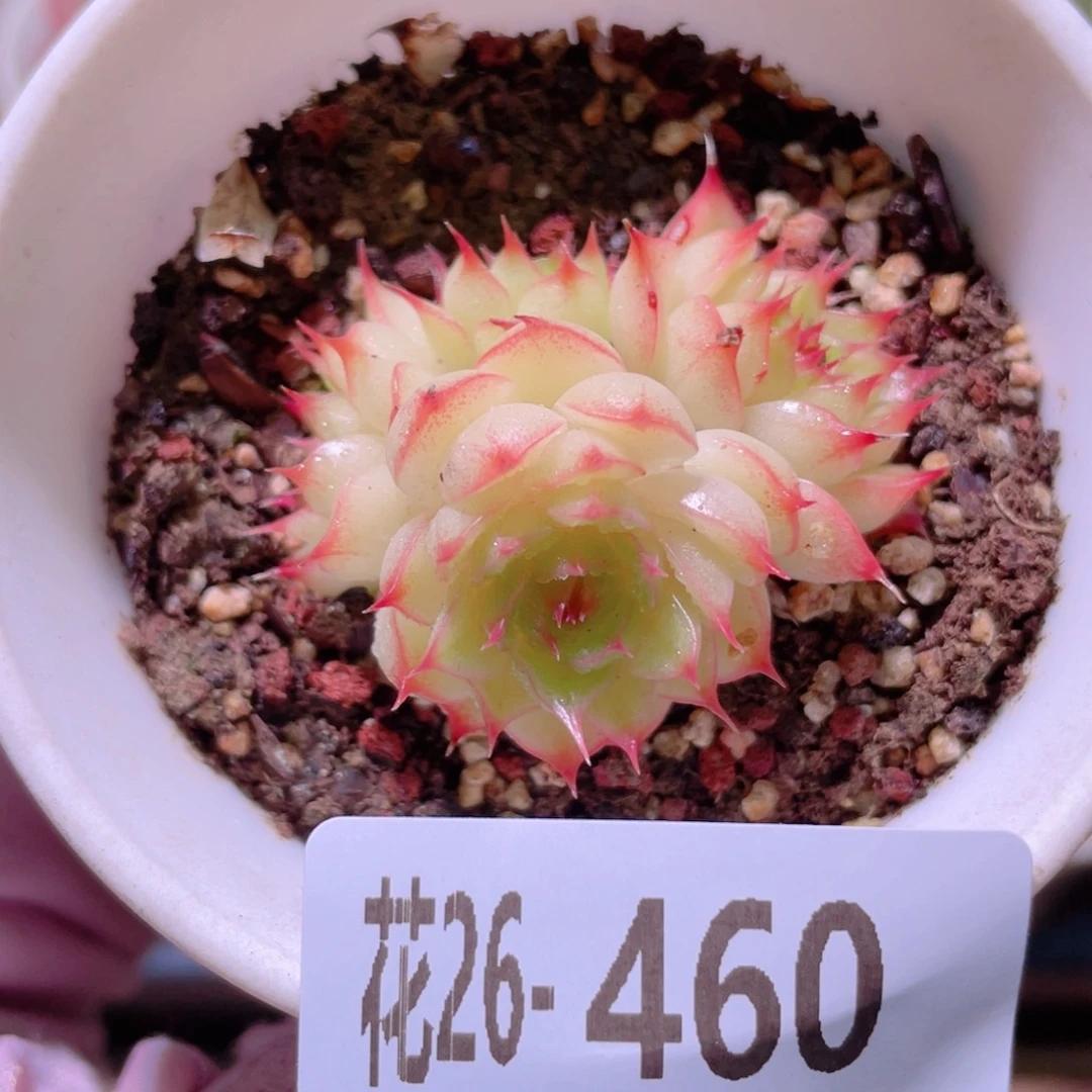 花利美26-460海王