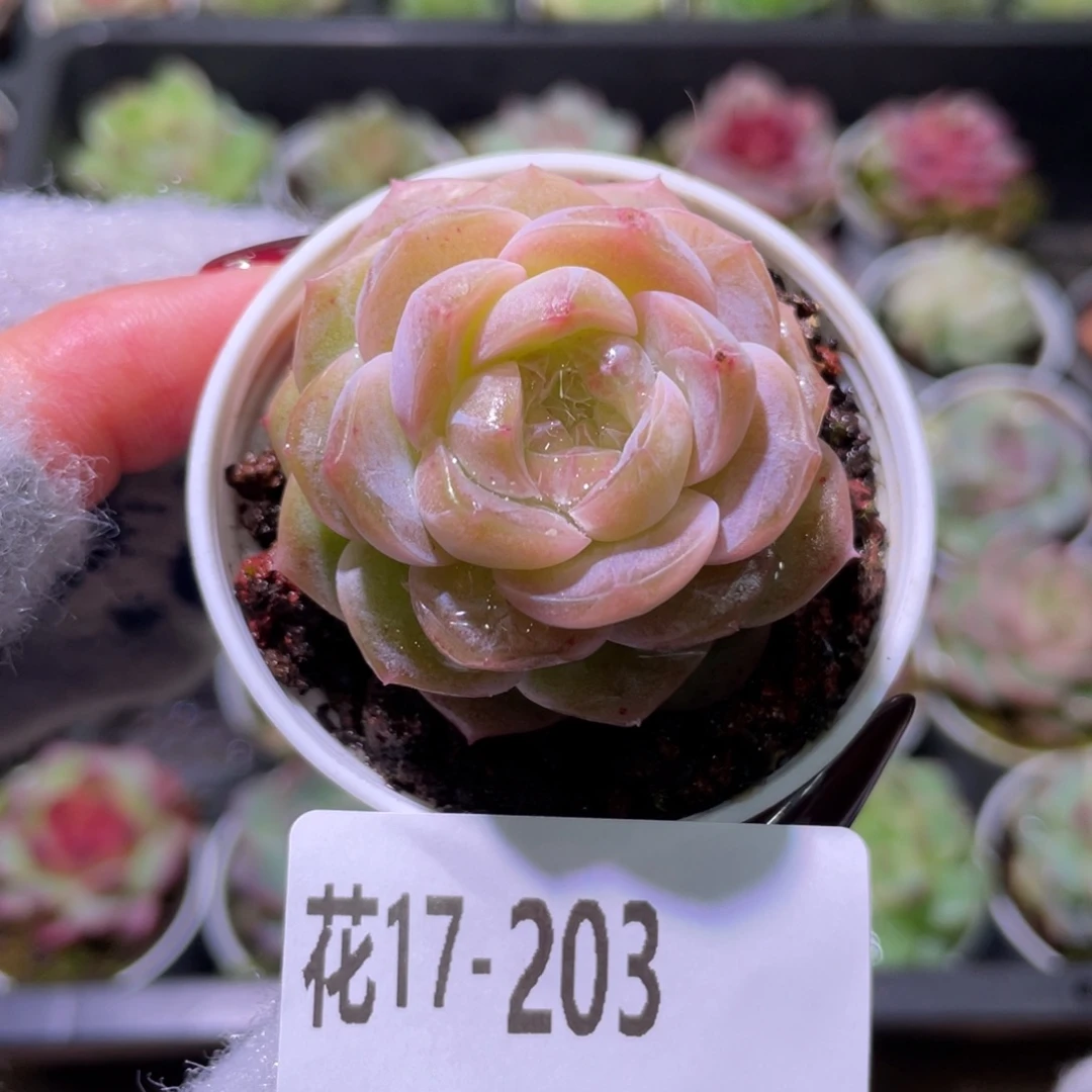 花利美17-203新品