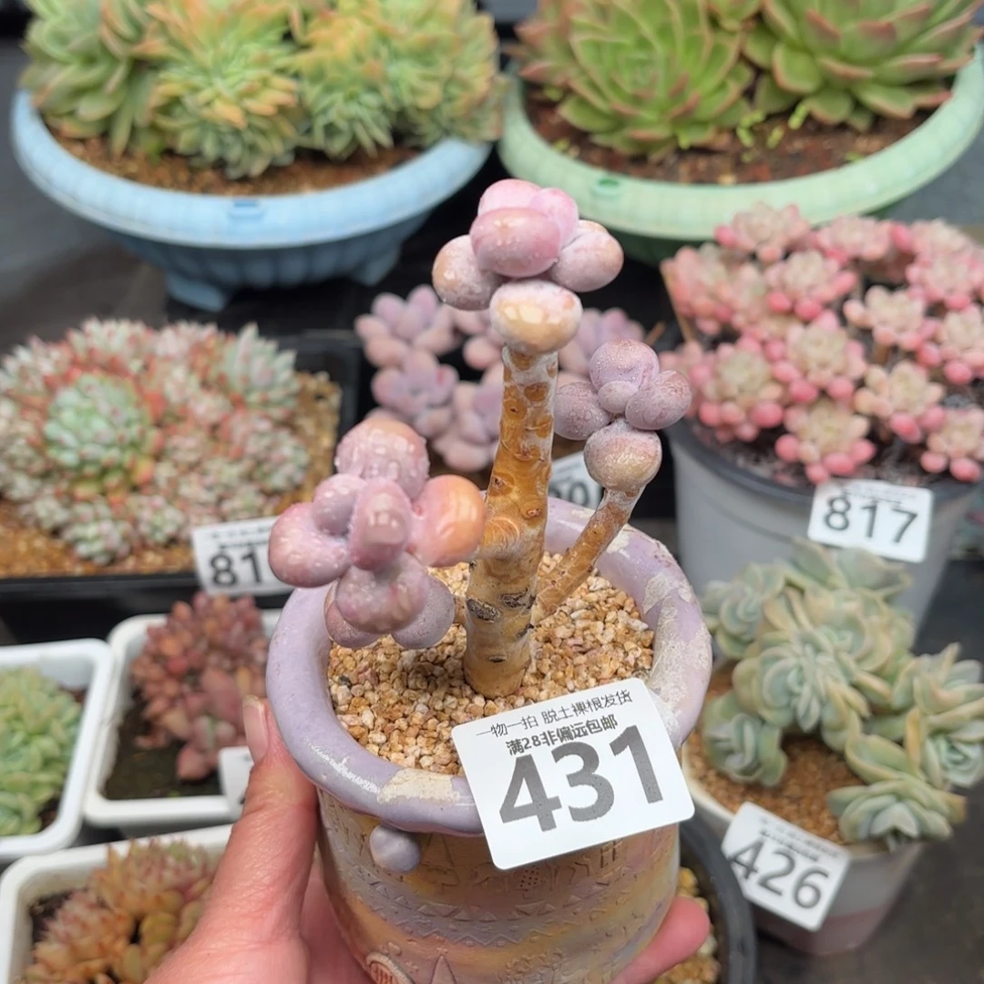 树桩腰子蛋无盆土发货