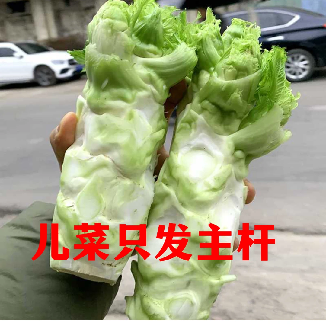 砀山新鲜脆嫩抱儿菜母子娃娃菜自种直供腌菜泡菜炒着吃都可以很好