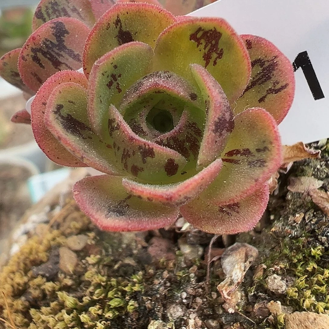 陈陈901开播福利白龙侧牙