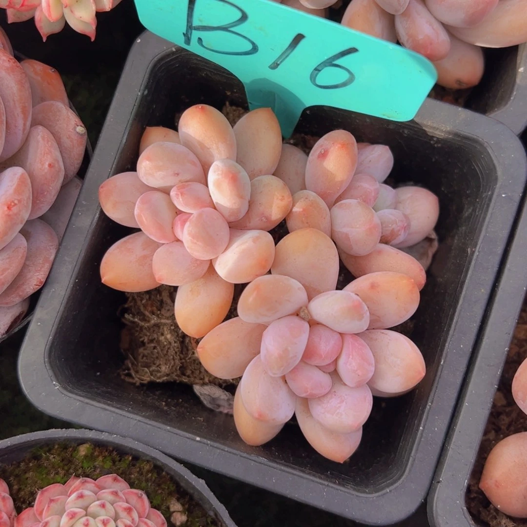 香玉的故事是一个人的故事