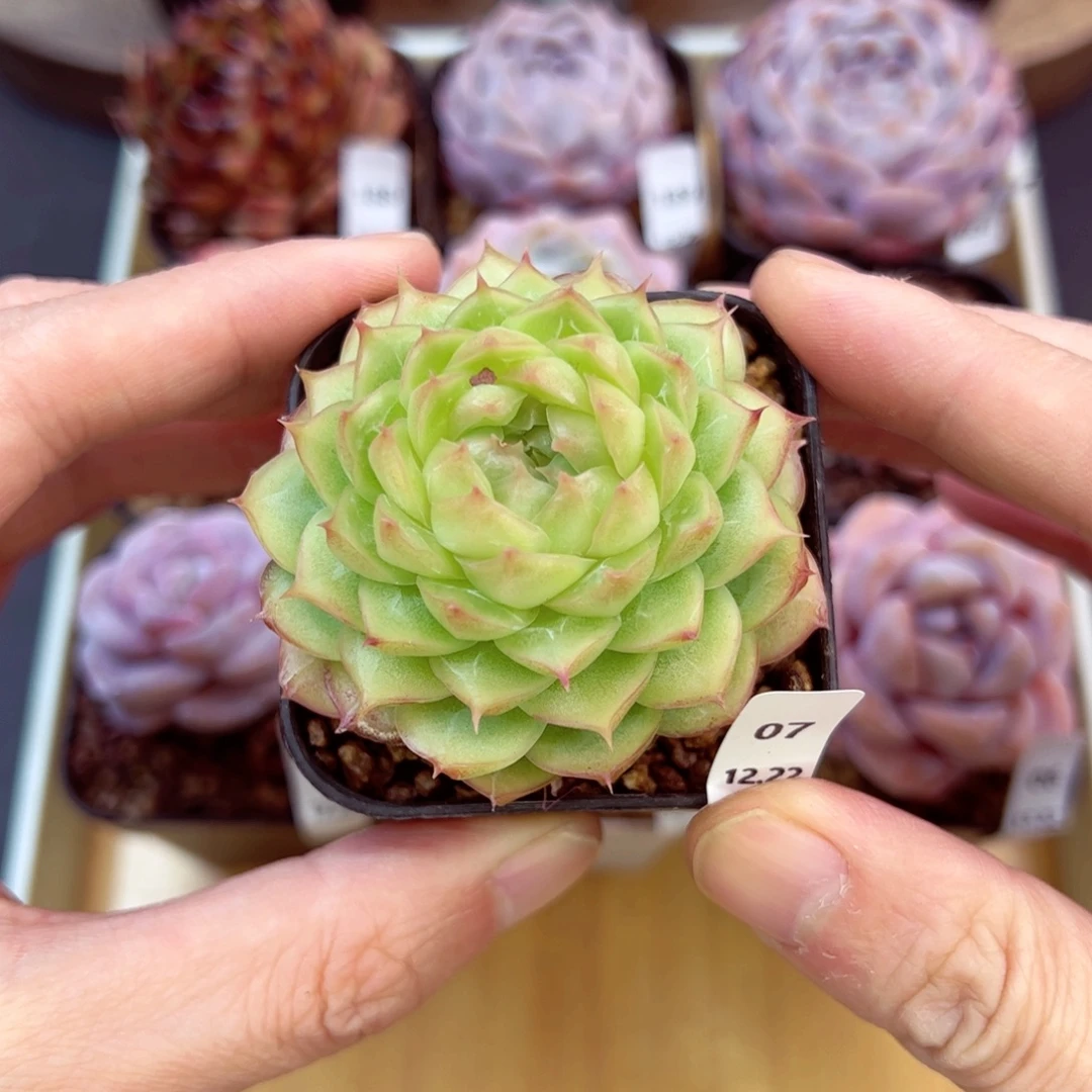 好好看07、哈哈哈哈