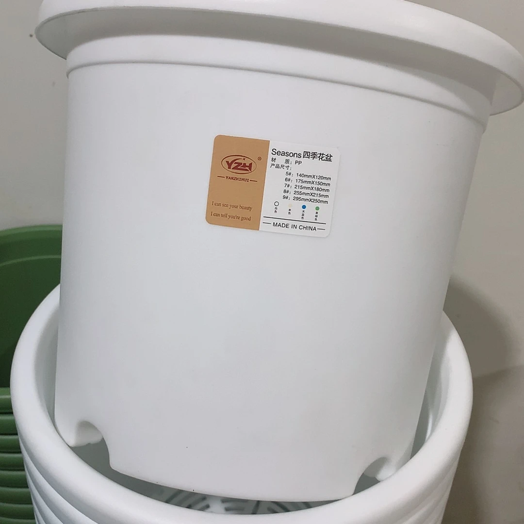 花**贵四季口29白10个无托