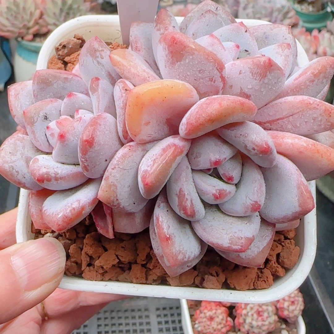 多肉植物8758…月桂