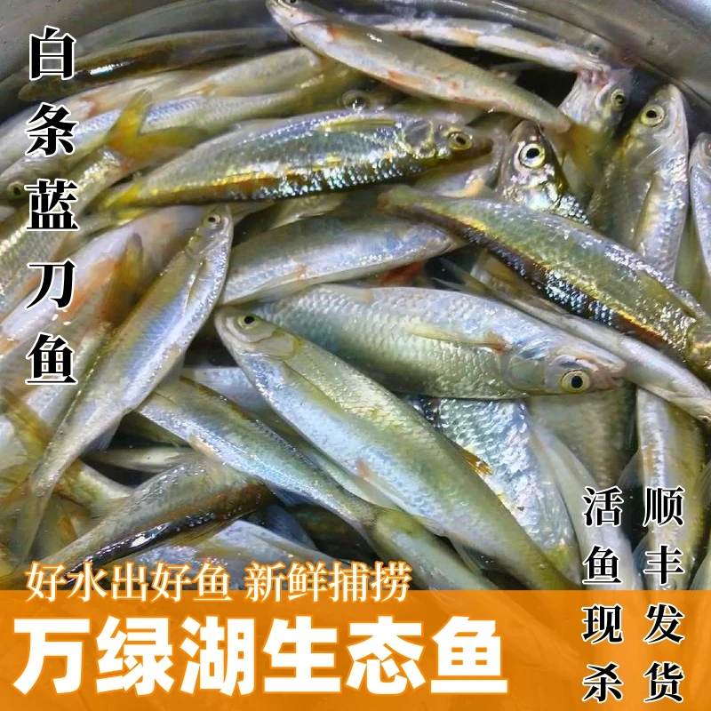 蓝刀鱼白条鱼镰刀鱼河源万绿湖原生态水库杂鱼仔新鲜捕捞现杀顺丰