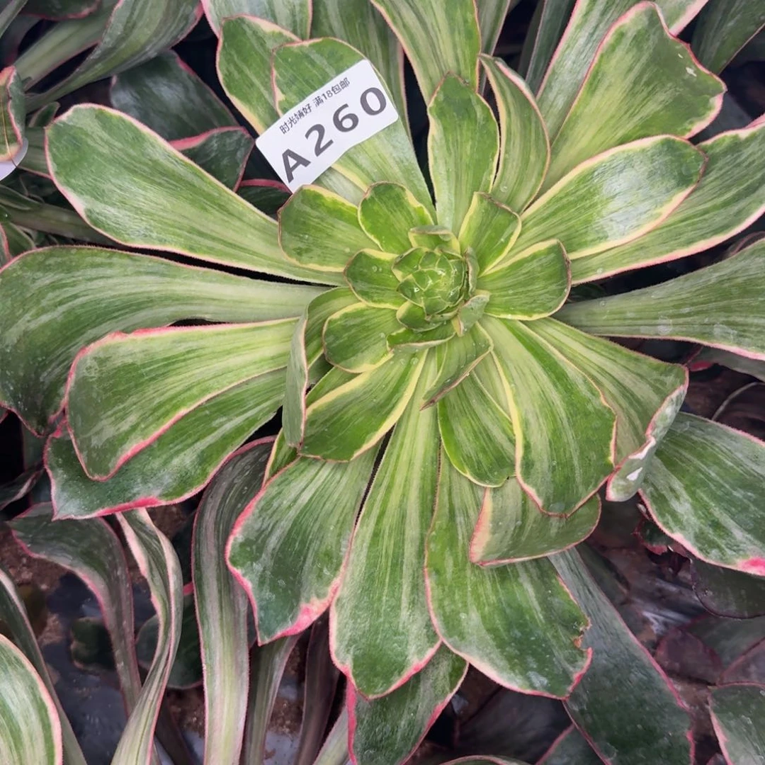 痞***板260恶魔之眼 多肉植物