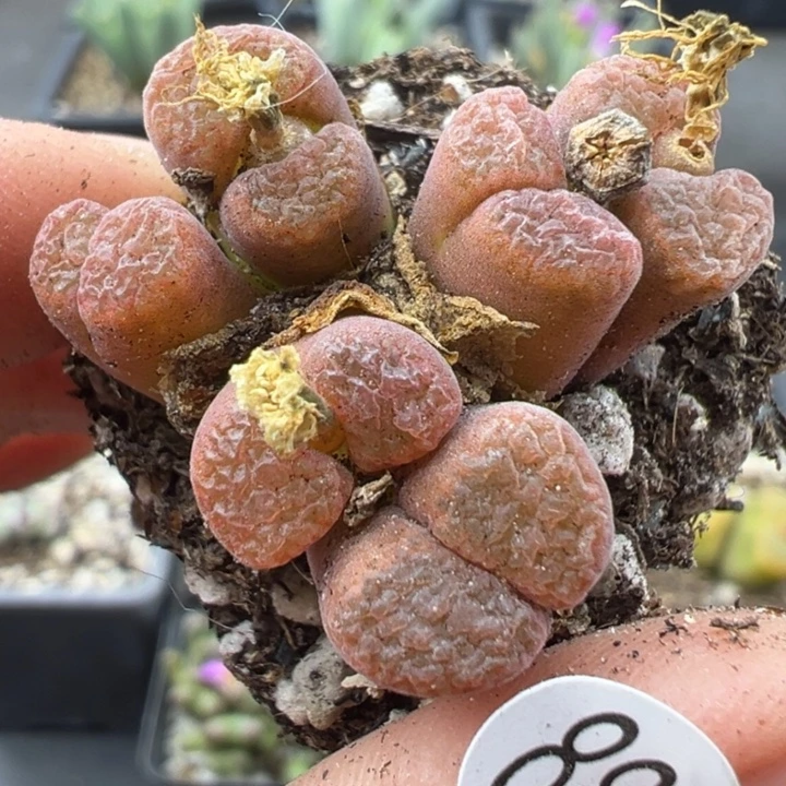 880号1111111111111111