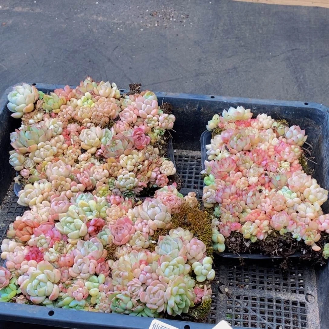 538多人在一起的量拍一盒