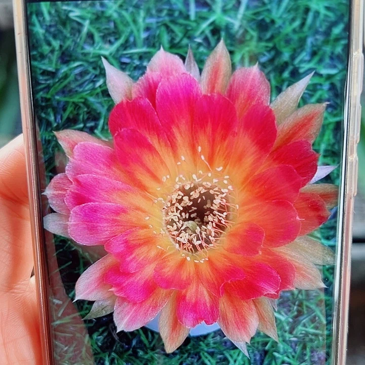 丽花0117侧芽  20 包邮
