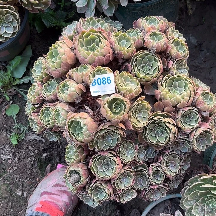 粉花妖8-15-086偏远不包邮