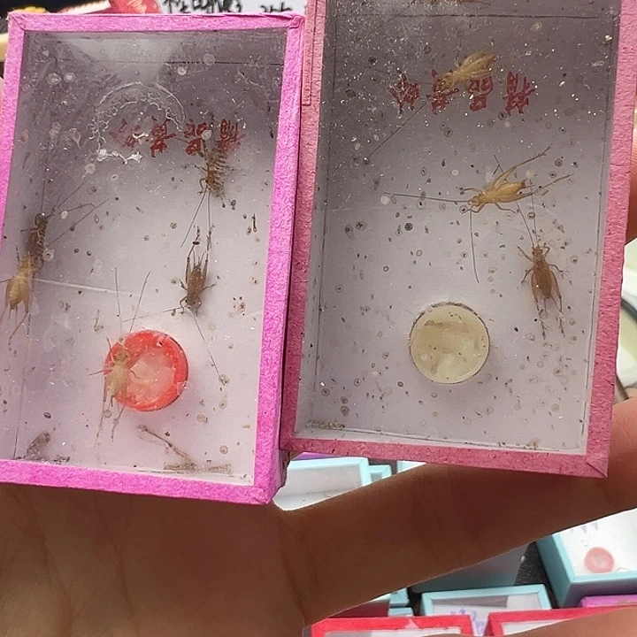 小黄蛉两盒包邮嗯嗯