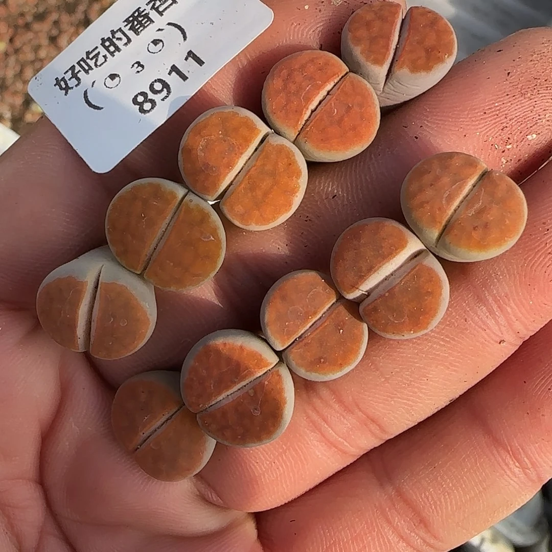 z****8911。默认脱土。18包邮。偏远88包邮