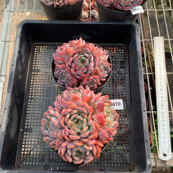 皓***晴12670两个圈全明星