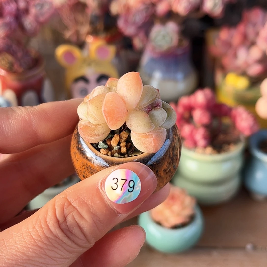 喜*379 多肉含盆土30元包邮除偏远