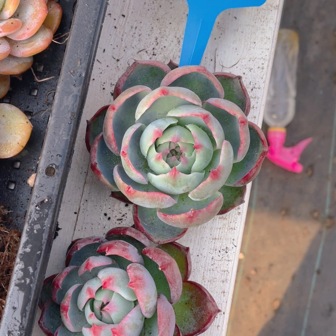 0214-3-情人节福利惊鸿仙子一颗