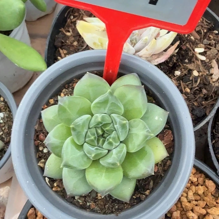 A8多肉植物一物一拍767