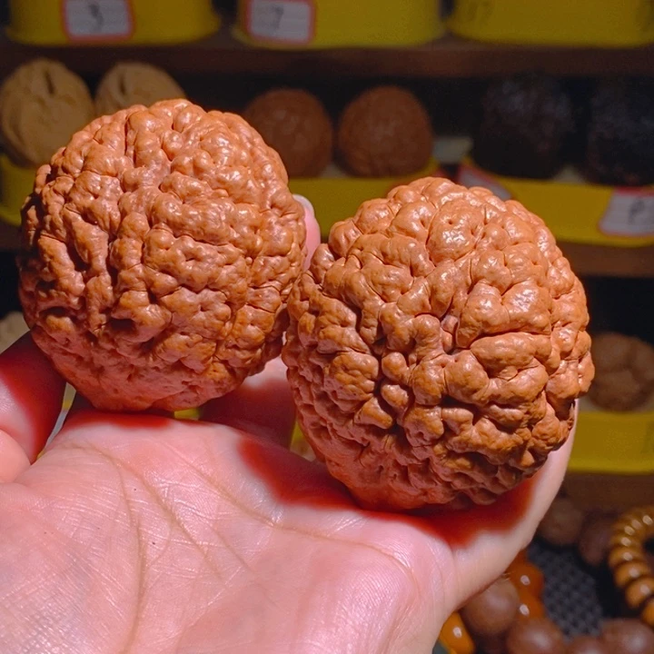 *****野生三瓣脑纹大金刚5562