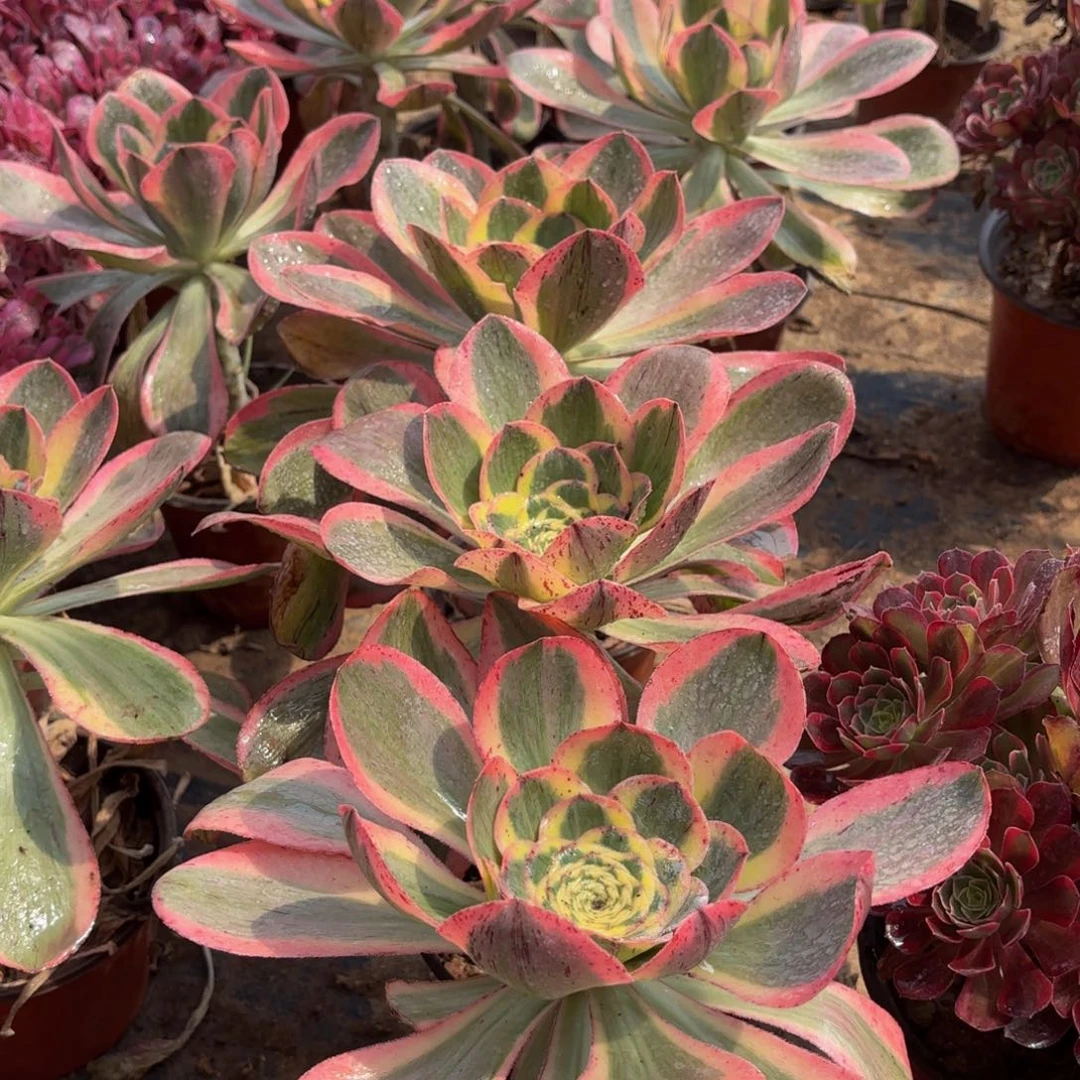 燕姿锦9.9法师多肉嫩