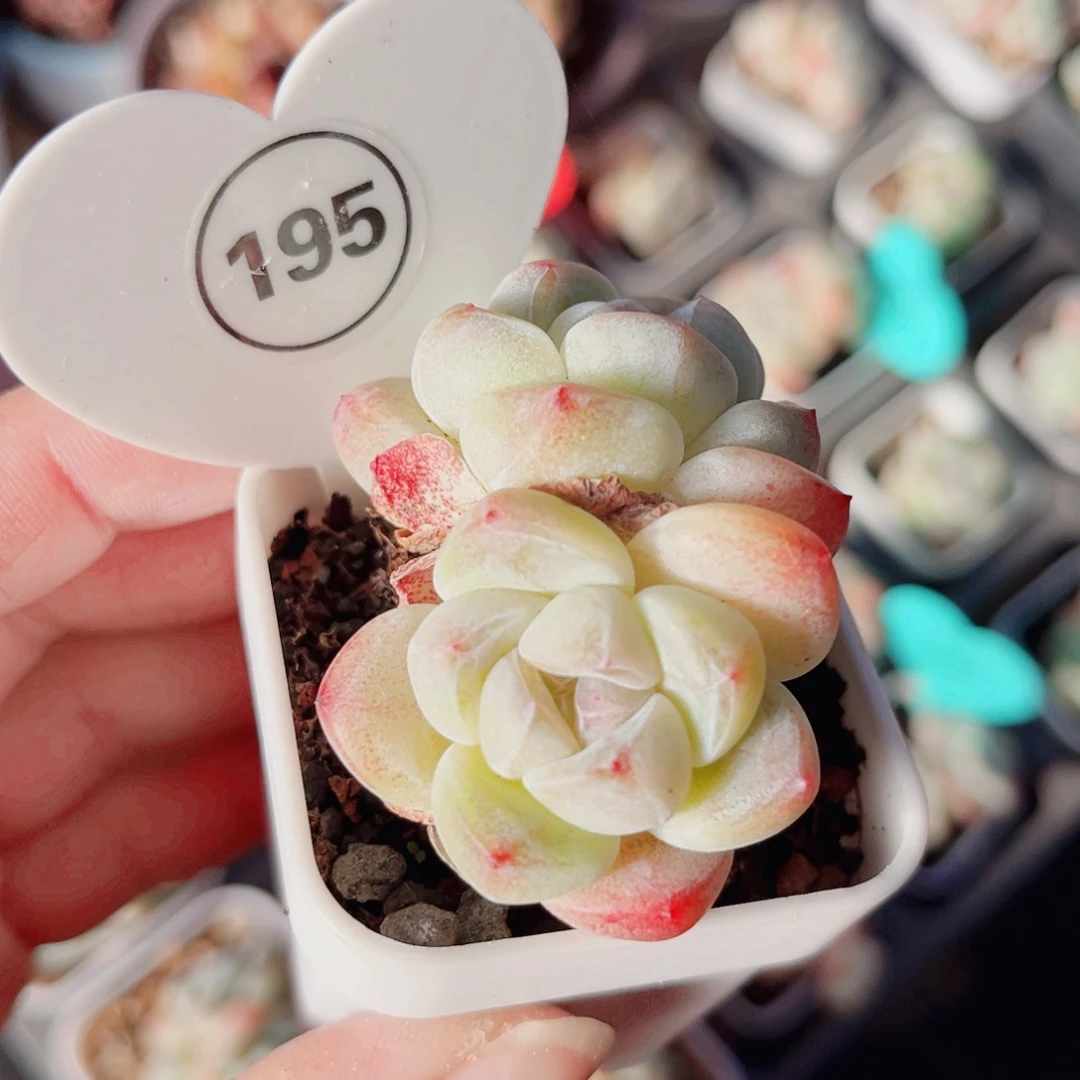 195号小老桩冰玉双头