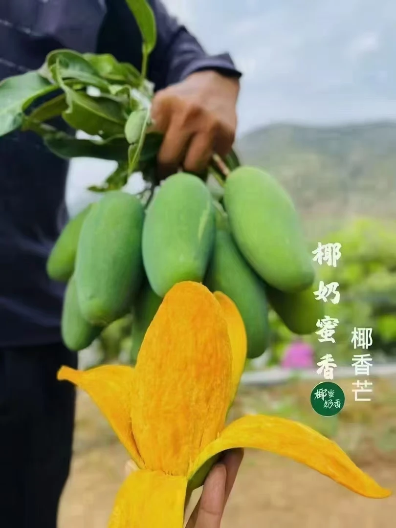 正宗云南高原椰香芒果软糯香甜爆甜多汁