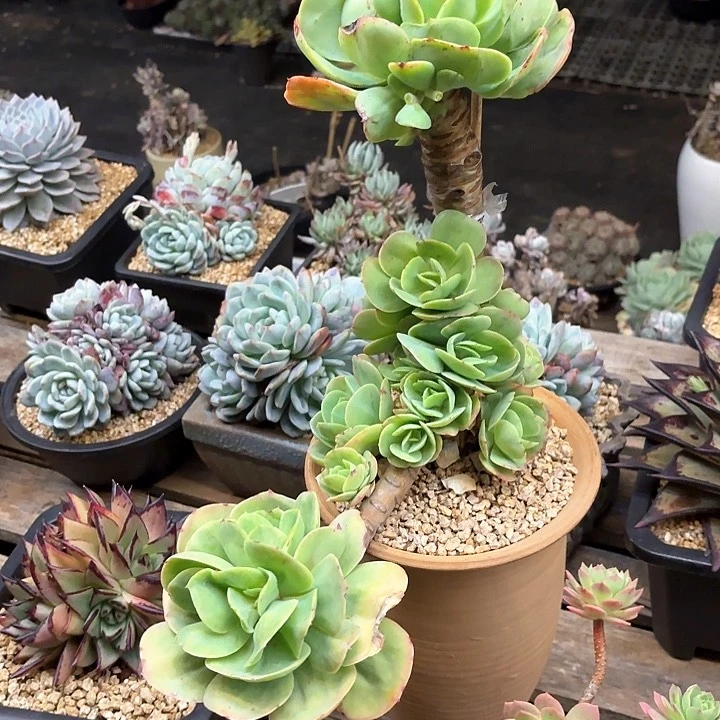 多肉植物,鸡蛋碧桃