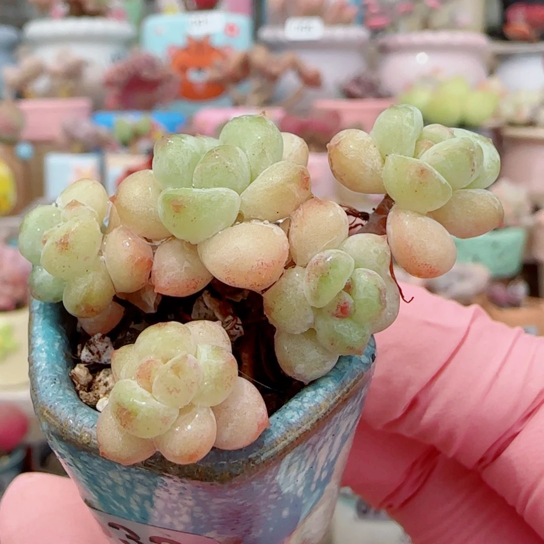 丸叶阳光玫瑰 盆口2.5cm