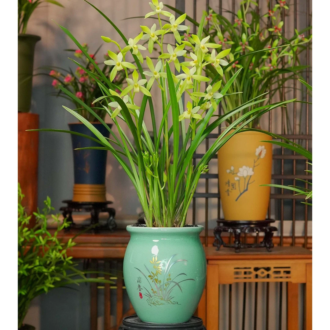 建兰铭品素心花七仙女带花苞兰花天青色陶瓷盆种好室内盆景盆栽