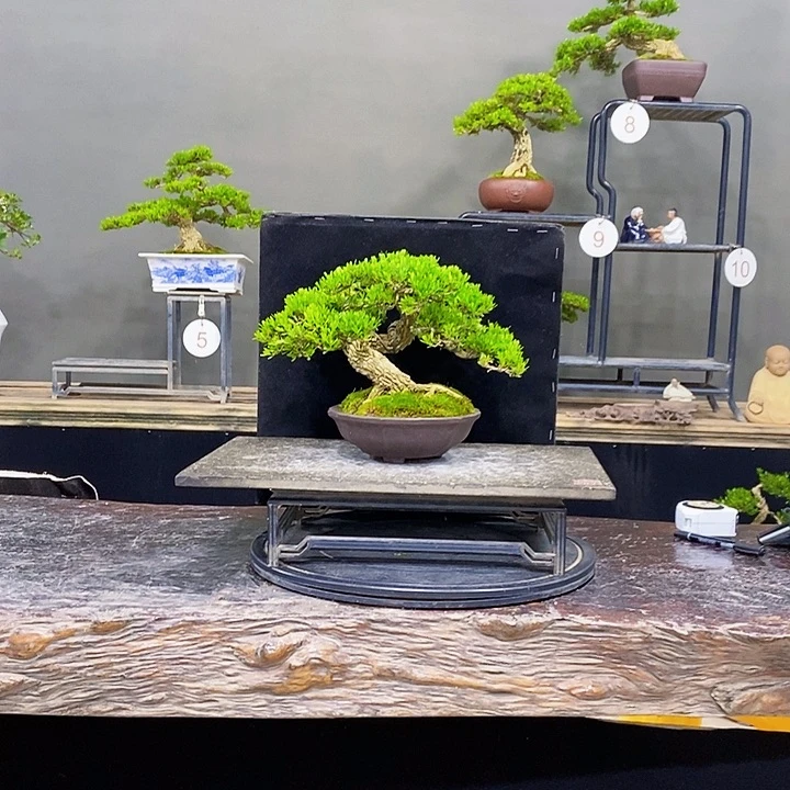 无花朵黄杨盆景四季常青不落叶