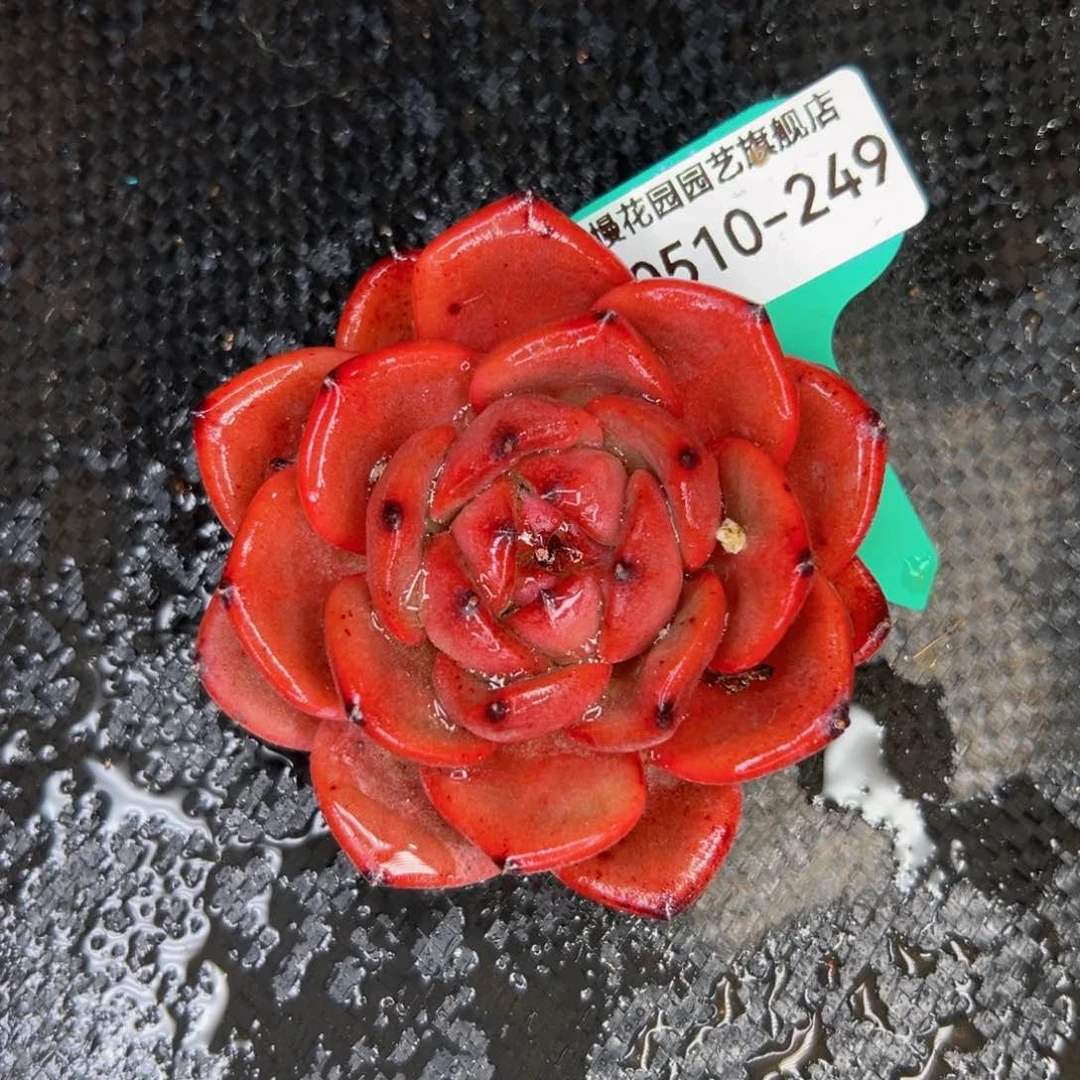 多肉一物一拍0510-249