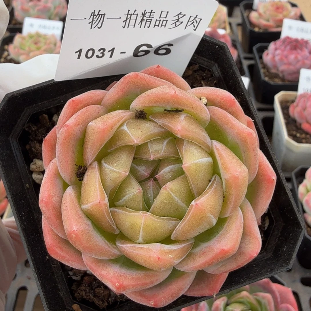 1031-66单颗多肉珍妮