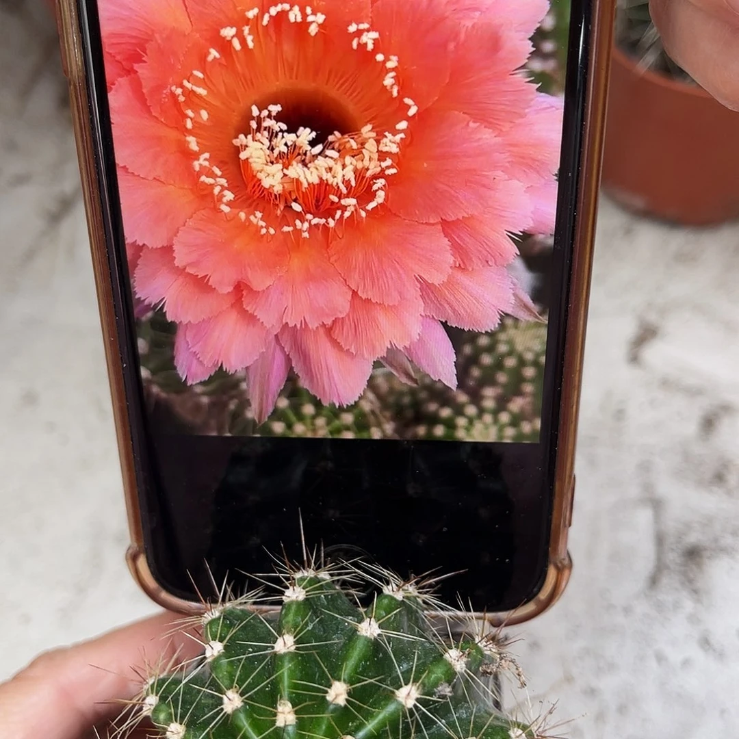 彩草香羽带根5公分左右