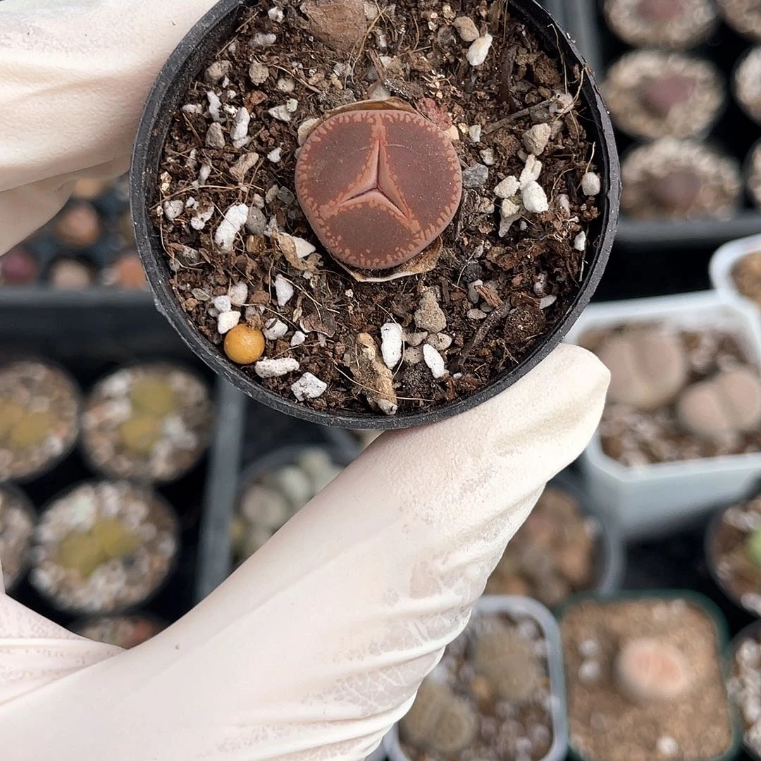 2697大棚清仓甩卖了