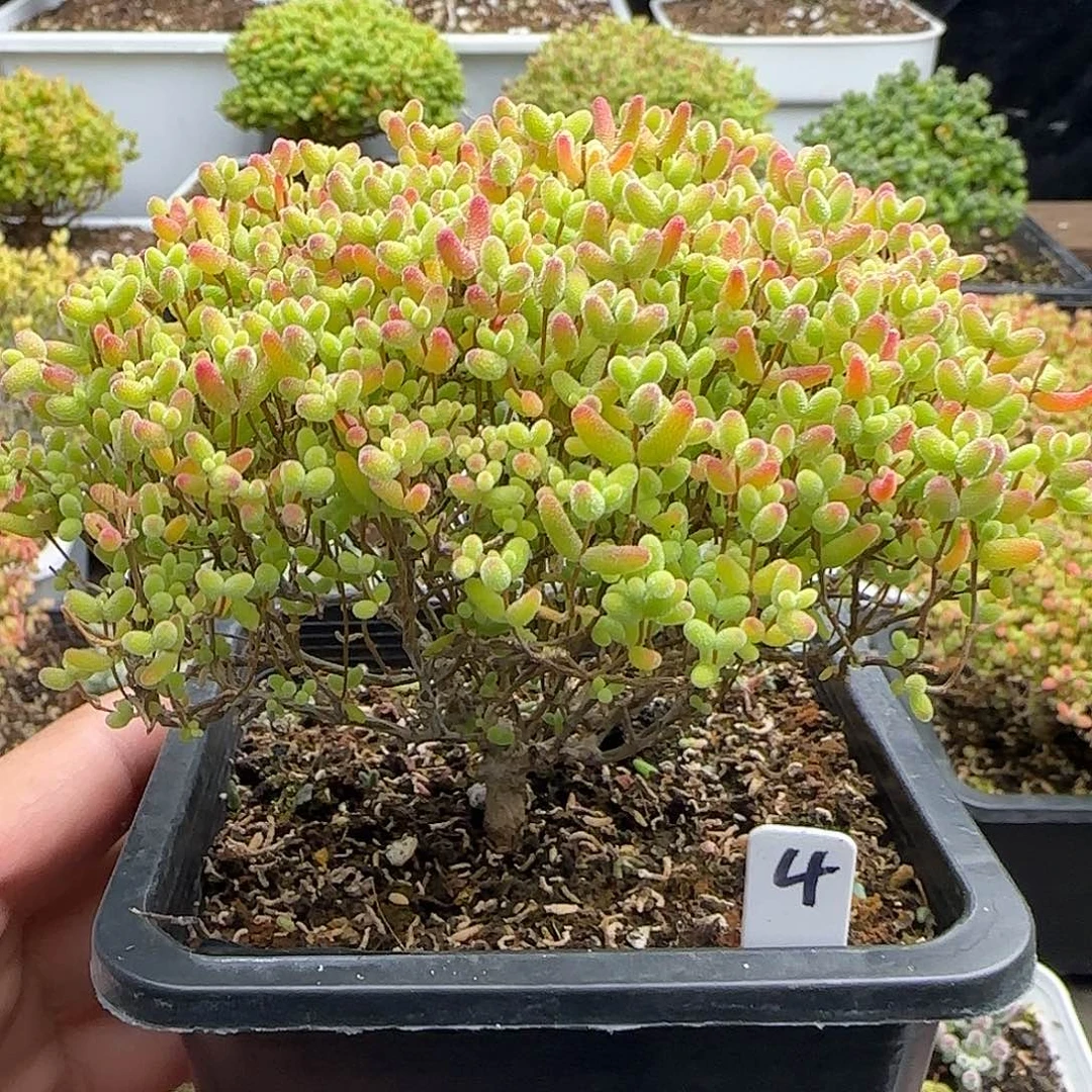 蜜橘糖球一物一拍