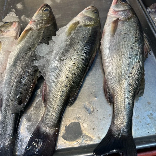 日照（两条）鲜海鲈鱼海鲜每条一斤半左右