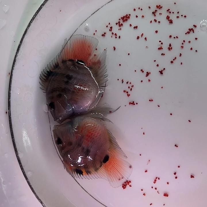 鹦鹉鱼迷你鹦鹉鱼