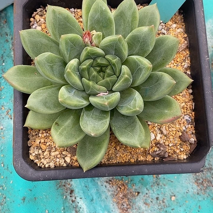 镇****店606多肉植物老桩