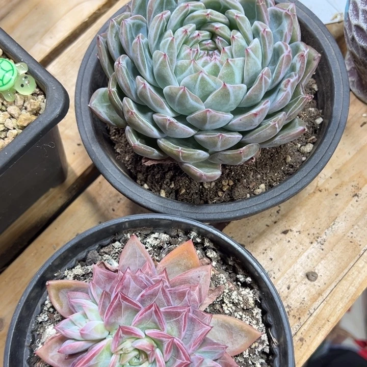 多肉植物熊猫发货111111