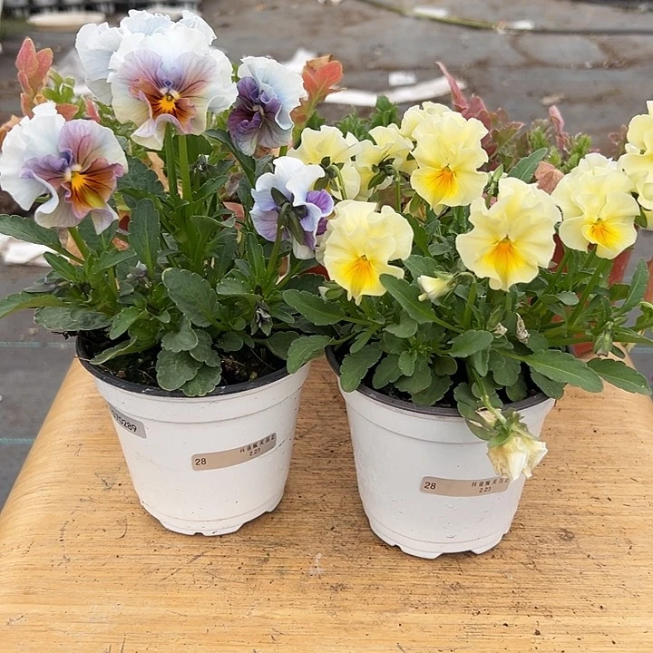 红陶抖音直播闪拍28