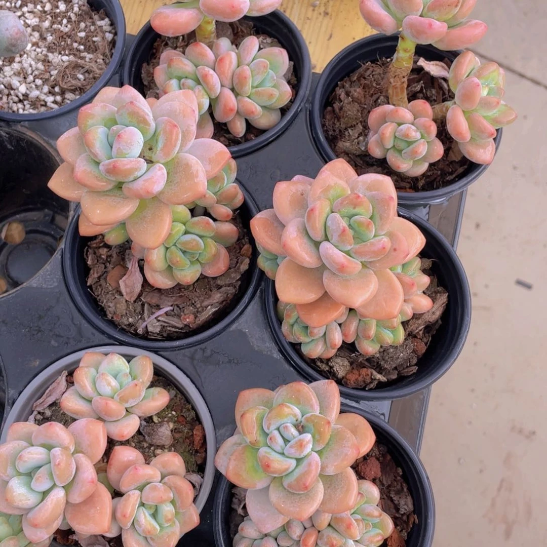 286号 优选红洛神老桩一个