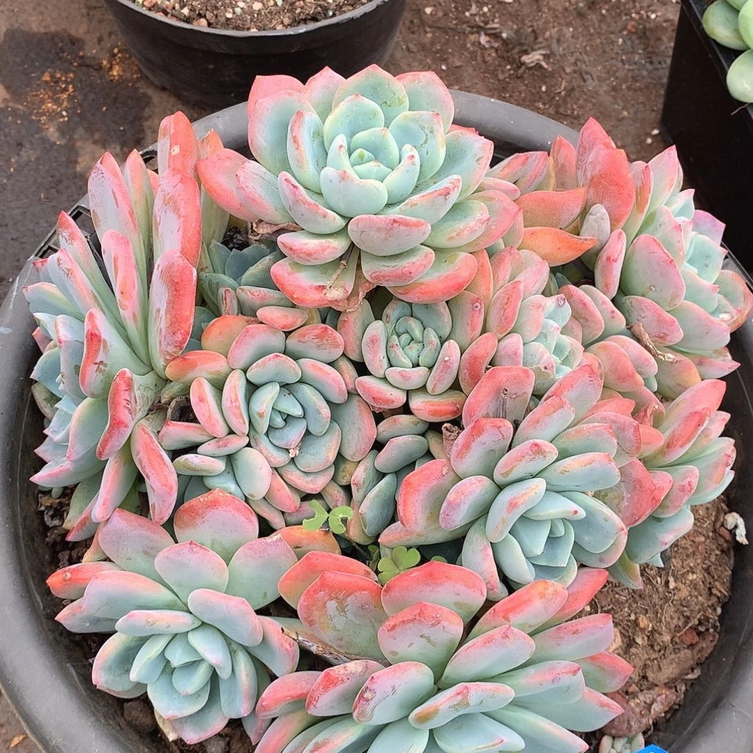 342冷橙一物一拍多肉