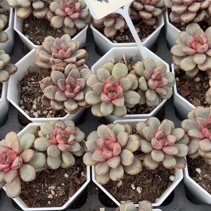 葡萄双头一颗量拍多肉满20包邮