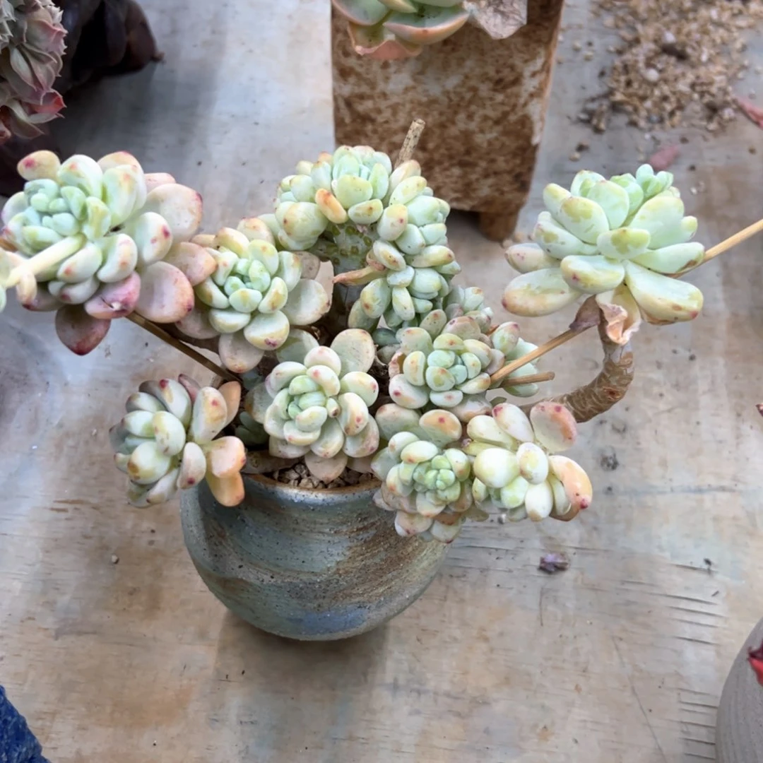 劳尔18 零零多肉植物