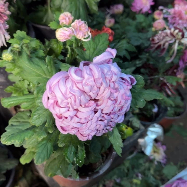 隔***腿完全开放彩胡 洛浦鹅毛