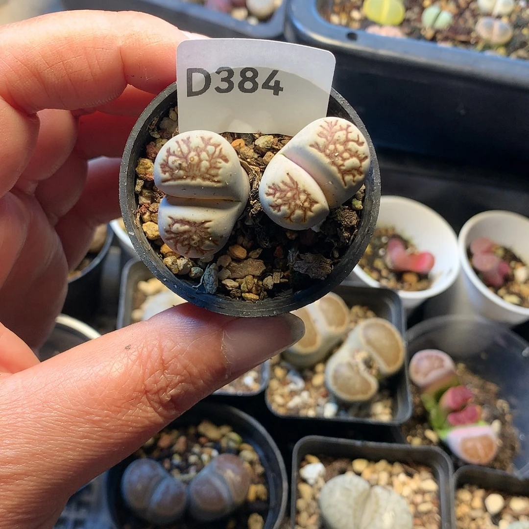 弑*殇D384多肉植物保护研究所