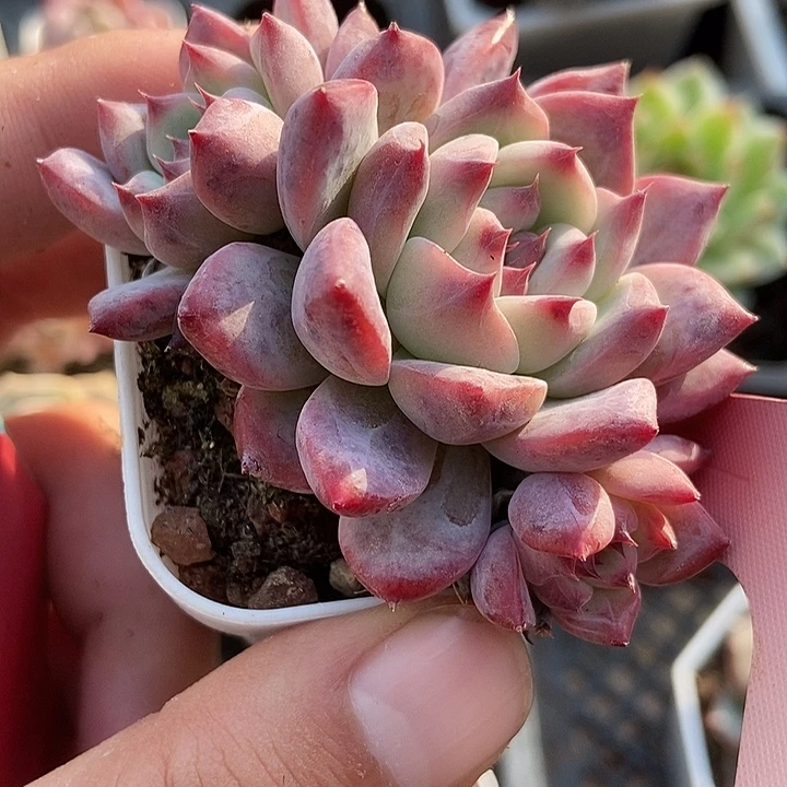 多肉植物钻石卡1815