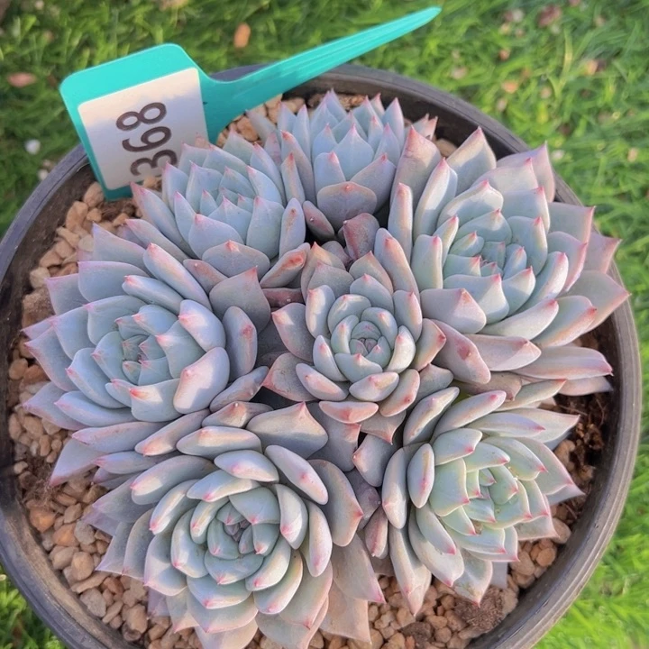 健健康康平平安安